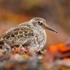 Jespak morsky - Calidris maritima - Purple Sandpiper 4086